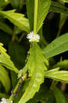 American water horehound